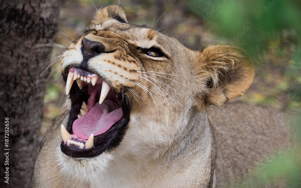 Obraz premium Young African lioness growling/yawning in between the African bush with soft focus leaves in the foreground.