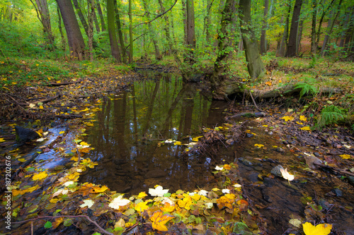 Stream flowing between roots of old trees in autumn forest  little Carpathian  Slovakia  Europe