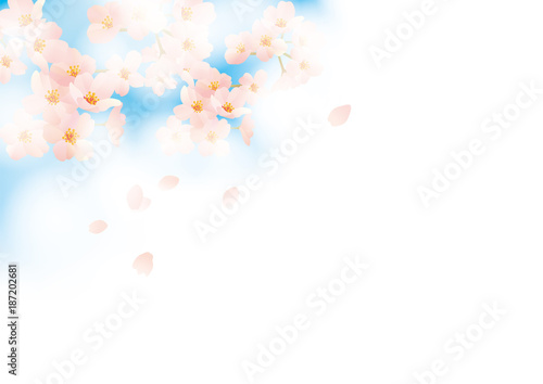 桜フワリ 横 青青