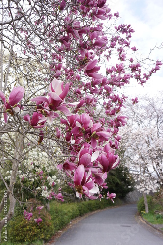 Fototapeta Naklejka Na Ścianę i Meble -  花