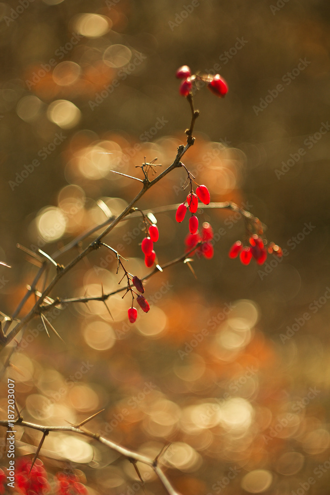 Berberis red berry source of vitamin C. Berberis red berry source of vitamin C.