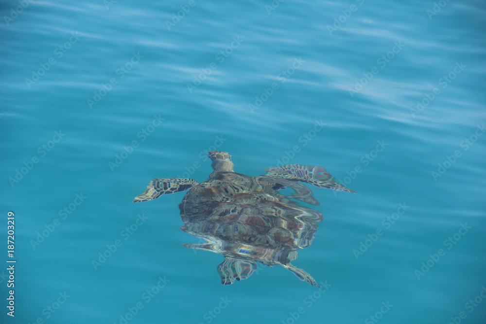 Obraz premium Turtle in turquoise water