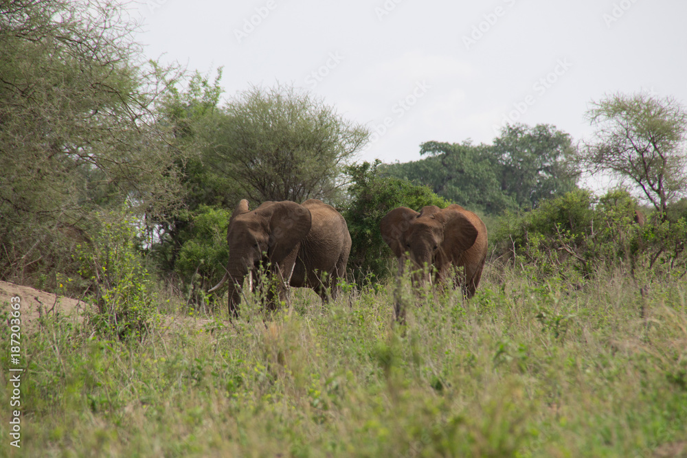 Two Elephants Two Elephants