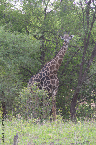 Maasai Giraffe II