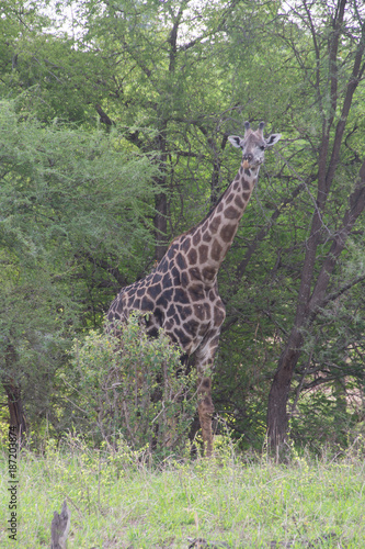 Photography Maasai Giraffe II