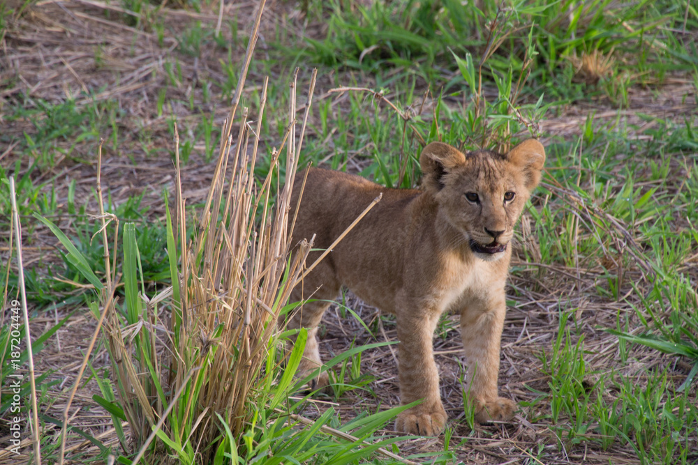 Fototapeta premium Lion Cub