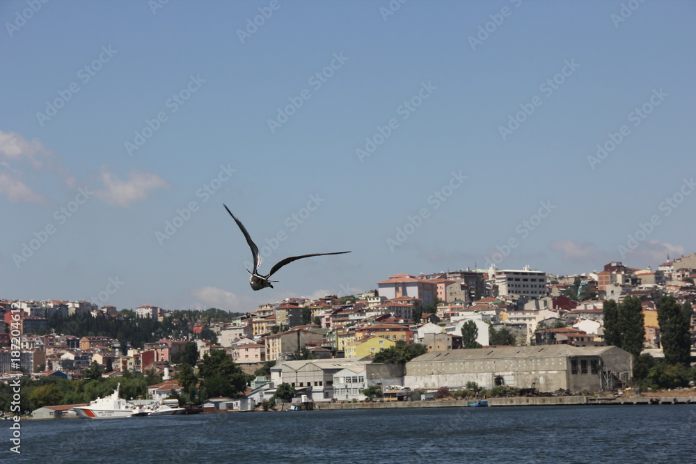 Fototapeta premium Bird at the black sea