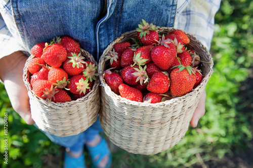 Girl in denim clothes with strawberry baskets in a sunny summer garden photo