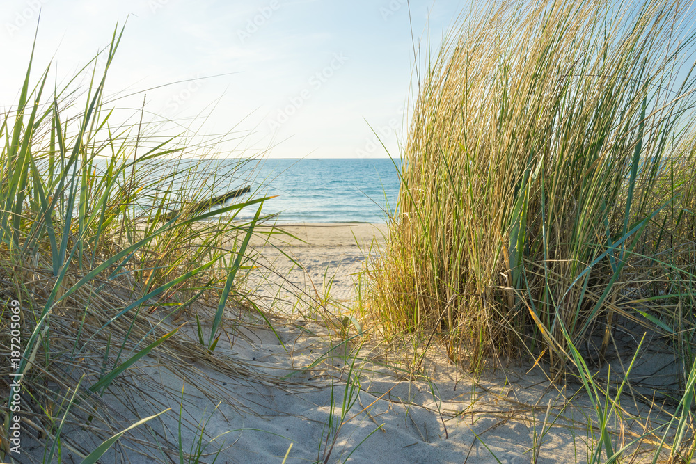 Dünengras am Meer