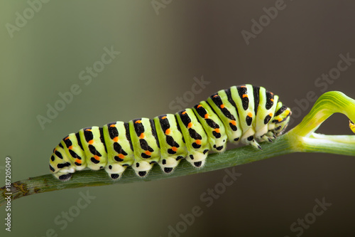 green caterpillar machaon on dill