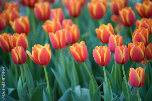 Blurred background image of Red tulips  Colourful tulip  Sun light flare