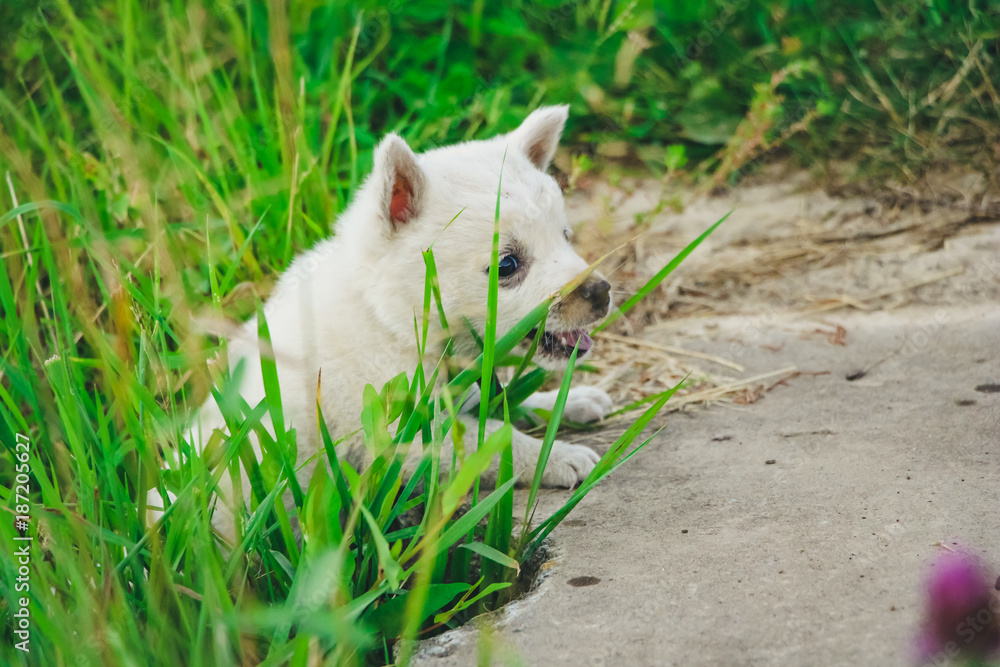 a white little puppy running and playing in the green grass a white little puppy running and playing in the green grass