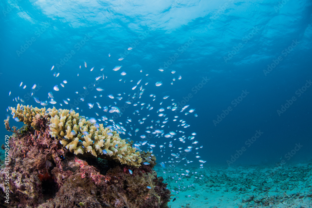 Fototapeta premium スズメダイの群れ