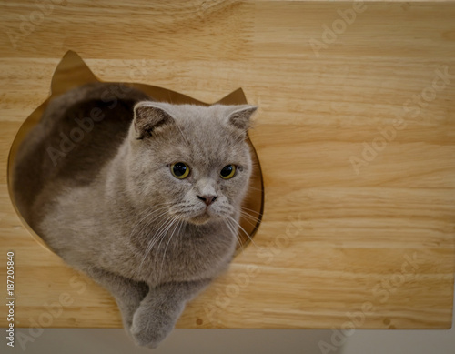 Gray scottish fold cat 