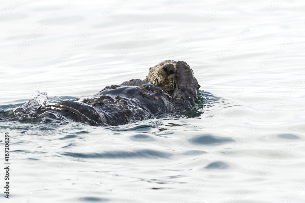 Sea Otter (Enhydra lutris). Russia, Kamchatka, nearby Cape Kekurny, Russian bay Sea Otter (Enhydra lutris). Russia, Kamchatka, nearby Cape Kekurny, Russian bay