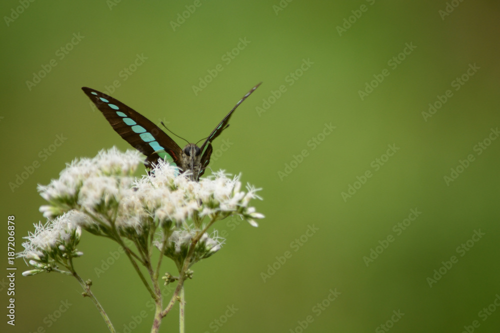 Fototapeta premium A blue triangle butterfly and white flowers.
