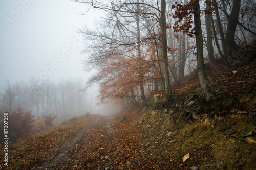 Walkway in forest in fog weather, little Carpathian, Slovakia, Europe