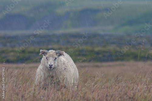 Sheep braves the cold rain near Porsmork  Iceland
