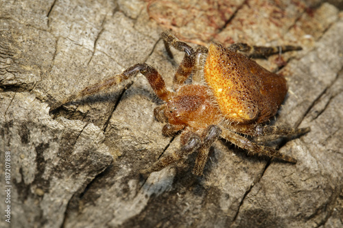 Image of Cyrtophora exanthematica Doleschall, 1859 Double Tailed Tent Spider(Cyrtophorinae, Araneomorphae) on tree. Insect. Animal. photo