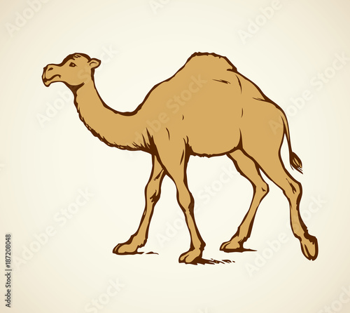 Camel. Vector sketch