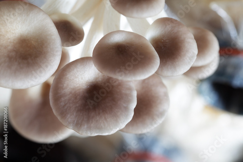 close up texture of white mushroom for food preparation.