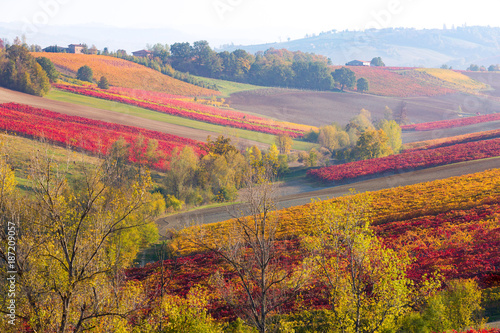 Lambrusco Grasparossa Vineyards in autumn. Castelvetro di Modena, Emilia Romagna, Italy photo