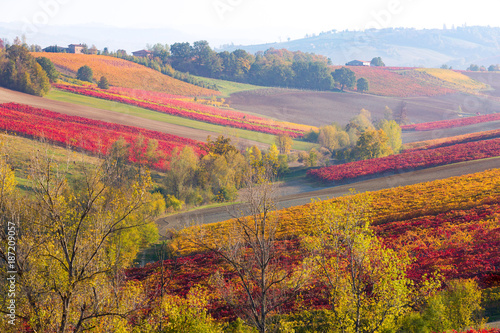 Fotografie Lambrusco Grasparossa Vineyards in autumn