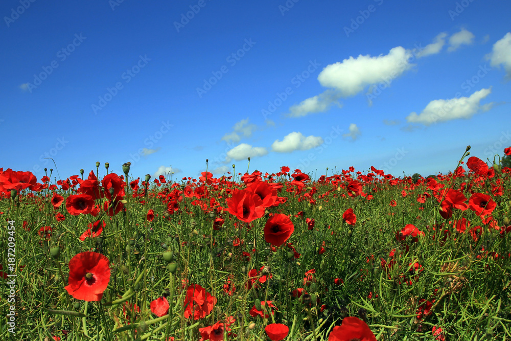Obraz premium Mohnfeld