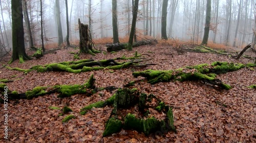 Verrottender Baumstamm im Naturpark Spessart, Zersetzung, Vergänglichkeit, Urwald, Laubwald, 4K photo