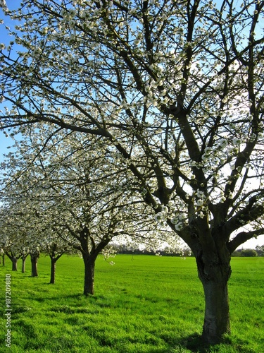 Bl  hende Apfelb  ume bei Plankstadt