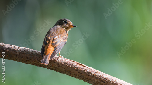 Bird (Ferruginous Flycatcher) in nature wild