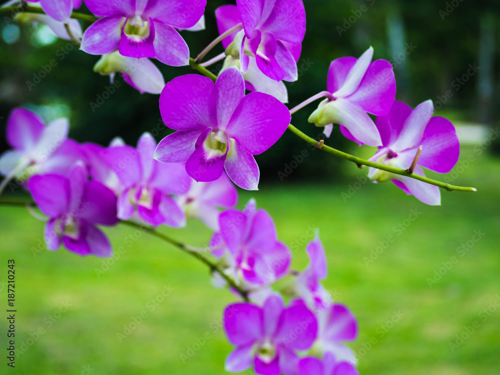 Pink Orchids at flowering with plain .Thailand Pink Orchids at flowering with plain .Thailand