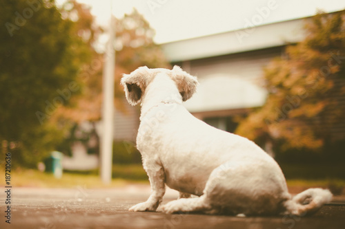 White short hair Shih tzu d...