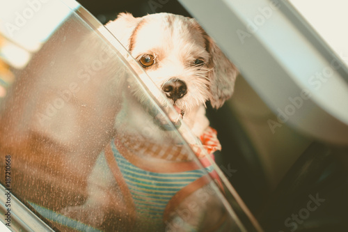 White short hair Shih tzu d...