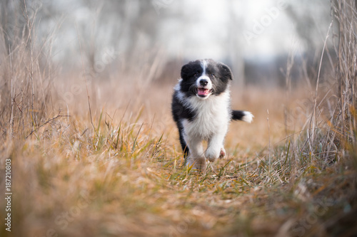 Running border collie puppy in winter time © tmart_foto