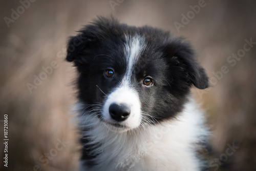 Canvas Print Head of border collie in field