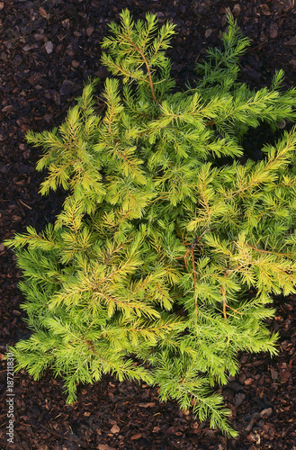 Juniperus conferta Aurea