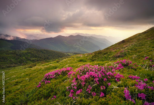 Flowes in the mountains during sunrise. Beautiful natural landscape in the summer time