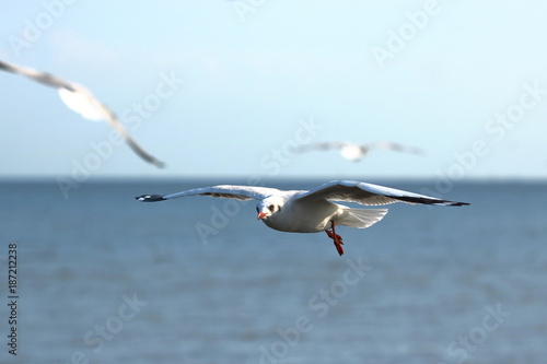White seagull flying in the blue sky   Science name is Charadriiformes Laridae  . Selective focus and shallow depth of field.
