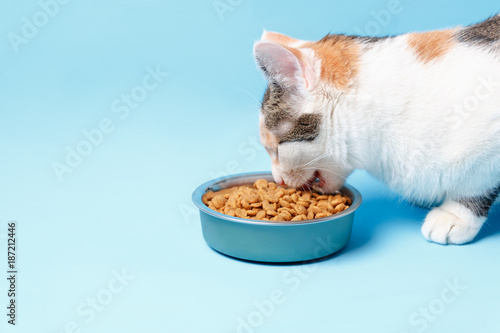 The Cory cat is appetizing eats from a plate on a blue background