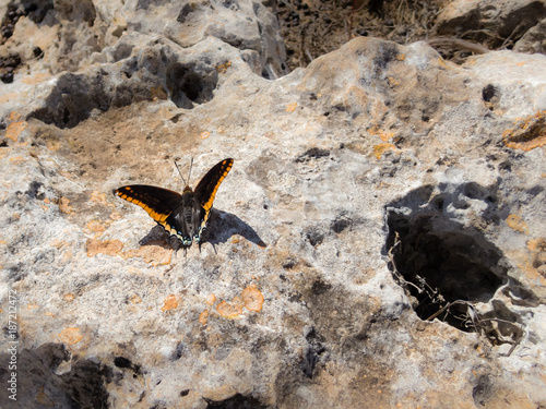 Two-tailed Pasha butterfly on rocky ground