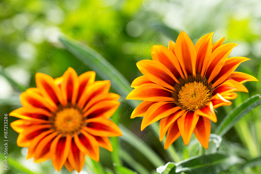 gazania flower or african daisy in a garden gazania flower or african daisy in a garden