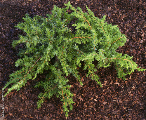 Juniperus conferta Schlager  photo