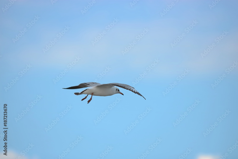 Seagull flying in the sky ( Science name is Charadriiformes Laridae ). Selective focus and shallow depth of field. Seagull flying in the sky ( Science name is Charadriiformes Laridae ). Selective focus and shallow depth of field.