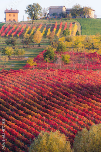 Lambrusco Grasparossa Vineyards in autumn. Castelvetro di Modena, Emilia Romagna, Italy