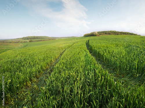 Fototapeta Naklejka Na Ścianę i Meble -  Field and sky in the summer time. Agricultural landscape