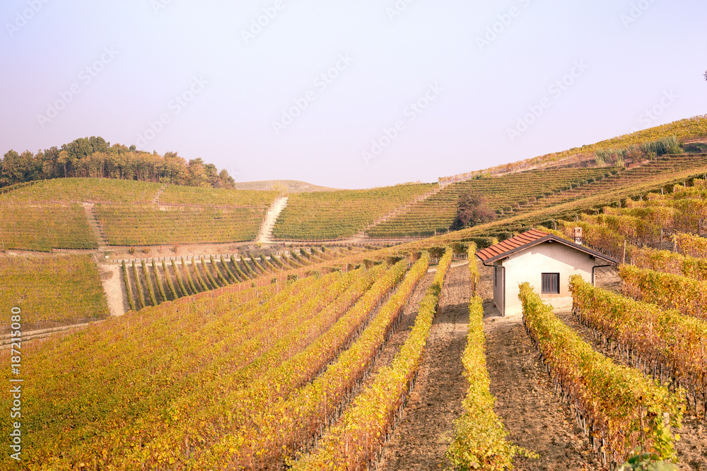 Vineyards at Langhe region, Piedmont, Italy