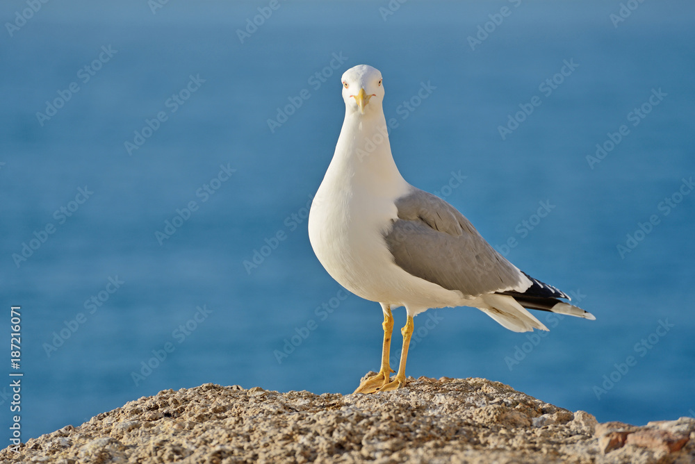 Fototapeta premium Seagull