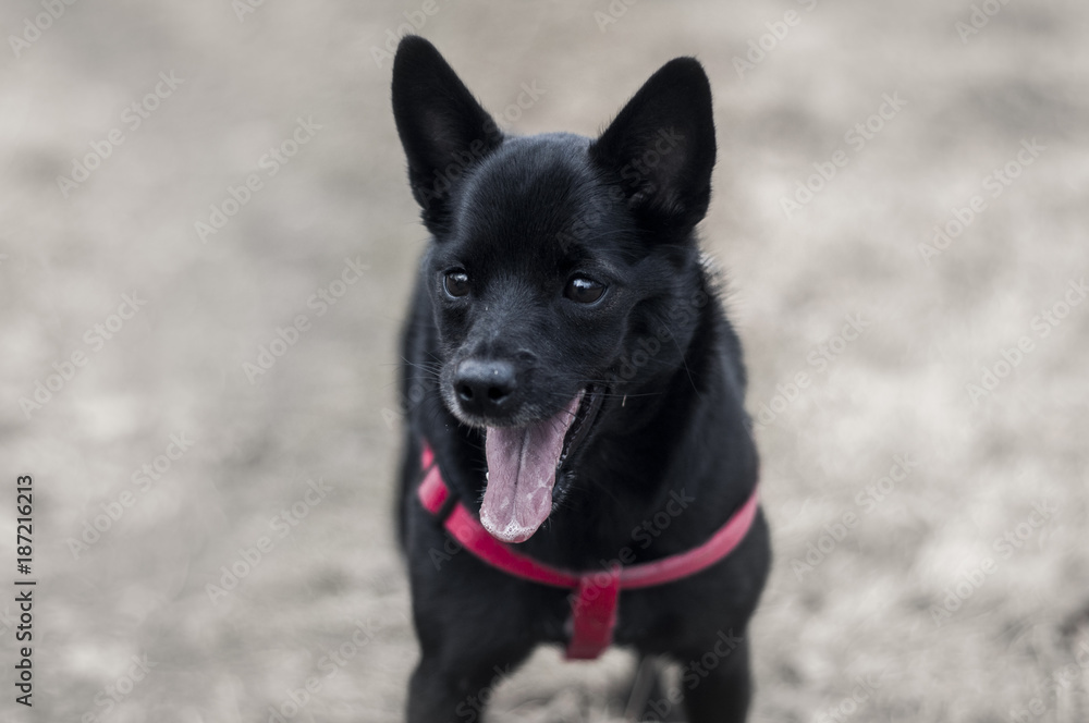 The happy dog The happy dog