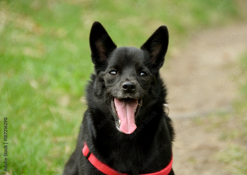 The happy dog